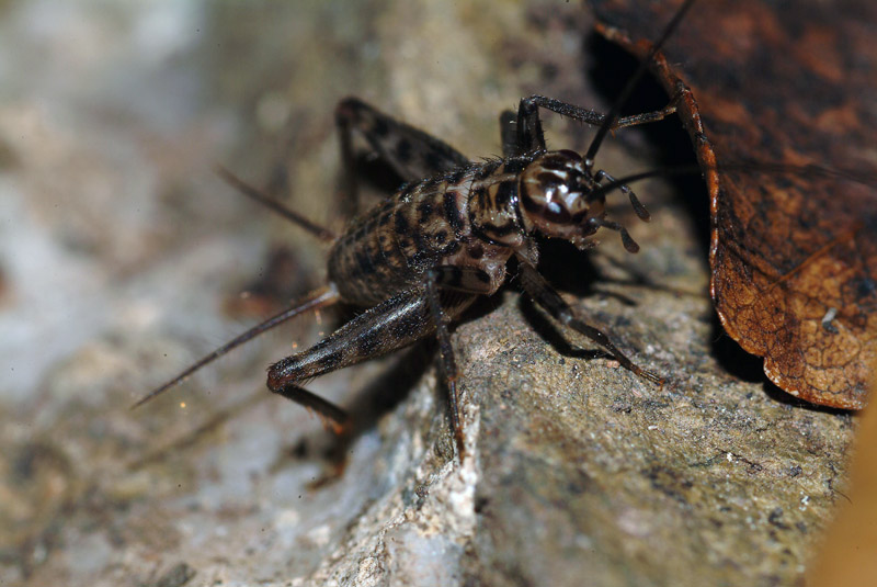 Gryllomorpha dalmatina